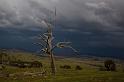 storm tree